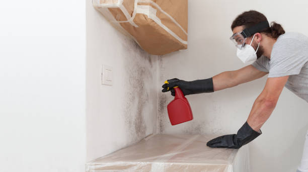 Professional Attic Mold Remediation technician working in Elk Grove Village, IL